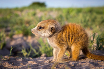 Картинка животные сурикаты природа малыш сурикат
