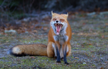 Картинка животные лисы лисичка