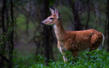 Картинка животные олени олень пятнистый