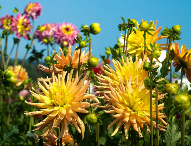 Обои картинки фото цветы, георгины, небо, жёлтые