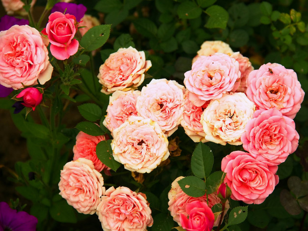 Обои картинки фото цветы, розы, куст, розовые