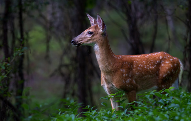 Обои картинки фото животные, олени, олень, пятнистый