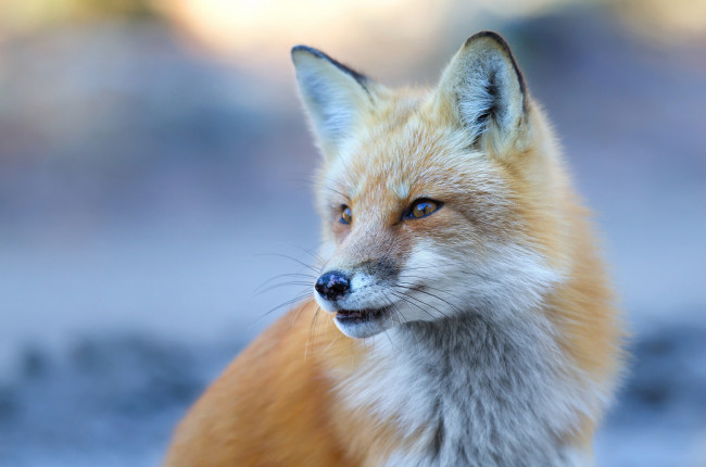 Обои картинки фото животные, лисы, лисичка