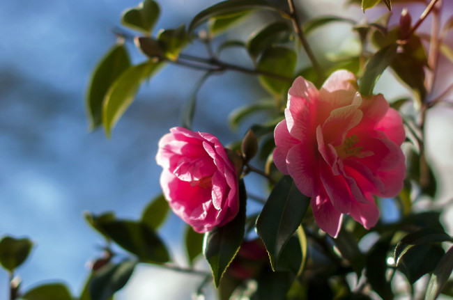 Обои картинки фото цветы, камелии, красные, листья