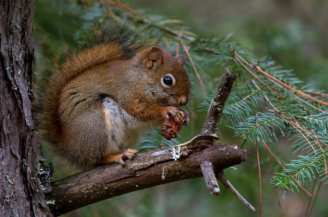 Обои картинки фото животные, белки, белка