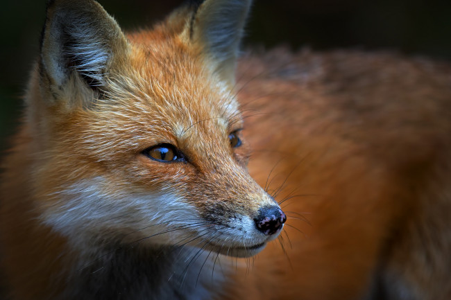 Обои картинки фото животные, лисы, лисичка