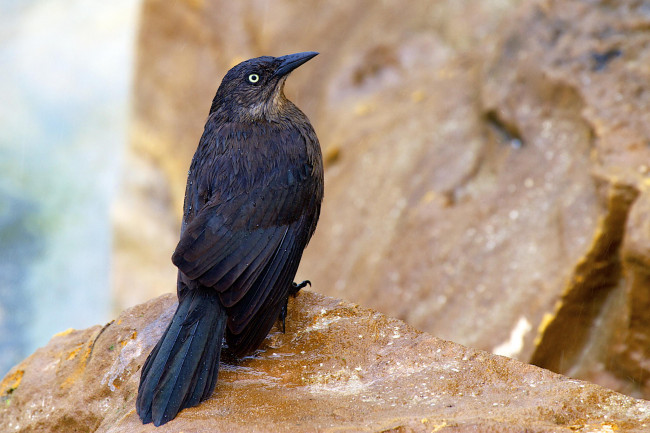 Обои картинки фото животные, птицы, капли, дрозд, rain, soaked