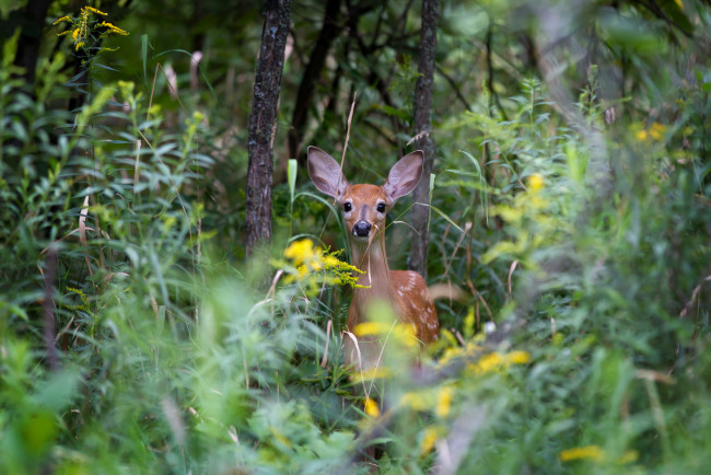 Обои картинки фото животные, олени, пятнистый, олень