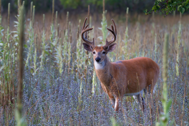 Обои картинки фото животные, олени, рога, олень