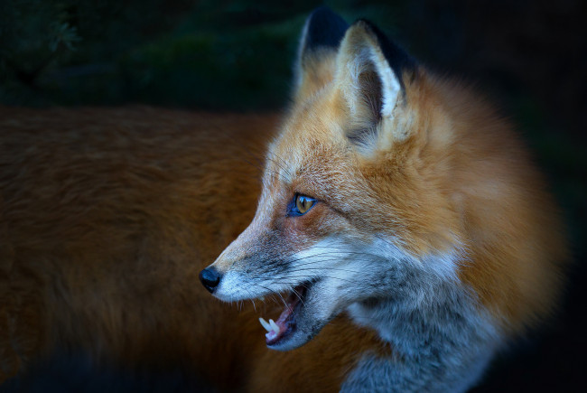 Обои картинки фото животные, лисы, лисичка