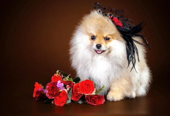 Обои картинки фото животные, собаки, цветы, девочка, шпиц