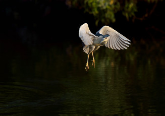 Картинка животные цапли +выпи цапля ночь