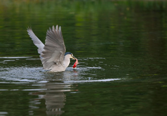 Картинка животные щеглы +чижи ночь цапля