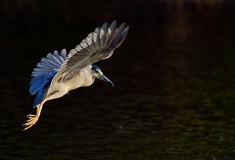 Картинка животные цапли +выпи ночь цапля