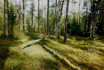 Картинка природа лес деревья