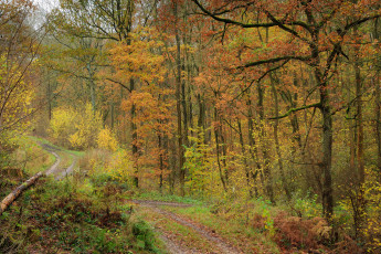 Картинка природа лес деревья