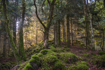 Картинка природа лес деревья