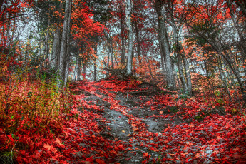 Картинка природа лес деревья