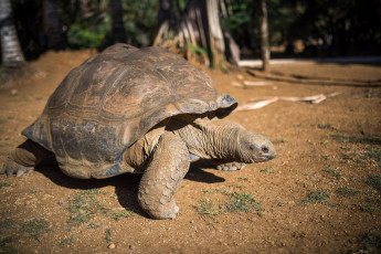 Картинка животные Черепахи черепаха