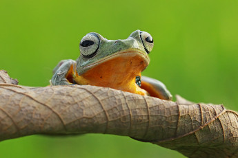 Картинка животные лягушки фон макро лягушка коряга