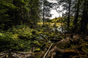 Картинка природа лес деревья