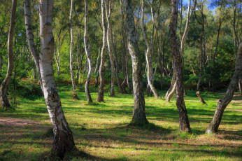 Картинка природа лес деревья