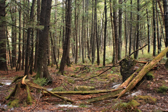 Картинка природа лес деревья