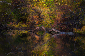 Картинка природа реки озера река лес