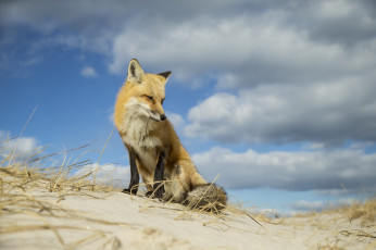 Картинка животные лисы лисичка