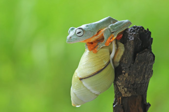 Картинка животные разные+вместе фон макро улитка лягушка коряга