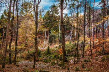 Картинка природа лес деревья