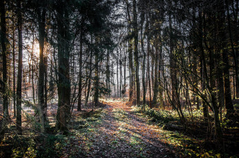 Картинка природа лес деревья