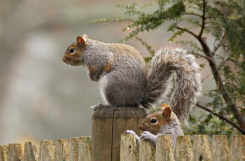 Картинка животные белки белка забор хвост грызун