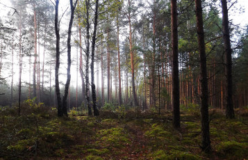 Картинка природа лес деревья