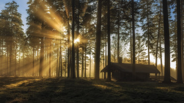 Картинка природа лес деревья