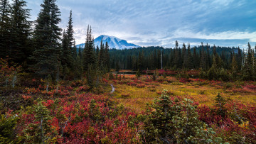 Картинка природа пейзажи деревья