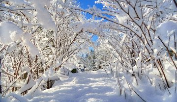 Картинка природа зима снег