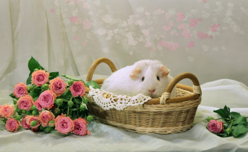 Картинка животные морские+свинки +хомяки морская свинка корзина розы