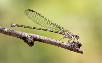 Картинка животные стрекозы стрекоза