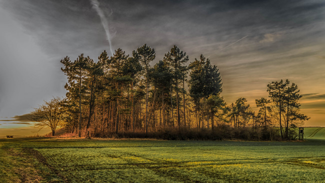 Обои картинки фото природа, пейзажи, деревья