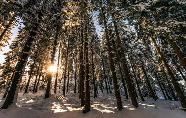 Обои картинки фото природа, лес, деревья