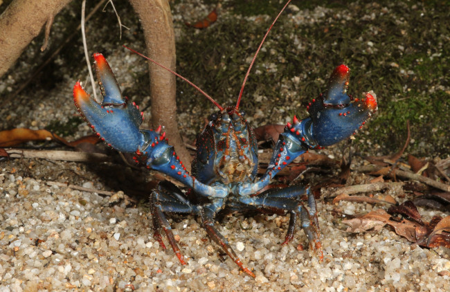 Обои картинки фото животные, крабы,  раки, рак