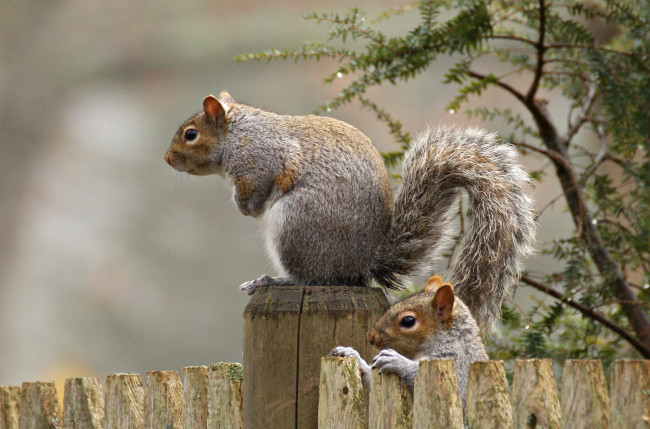 Обои картинки фото животные, белки, белка, забор, хвост, грызун