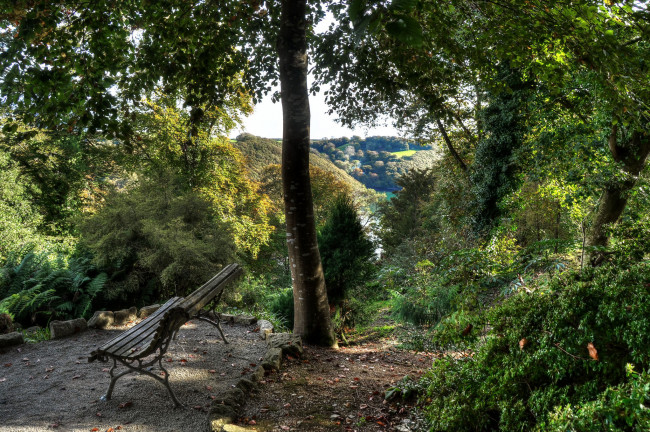 Обои картинки фото природа, лес, деревья