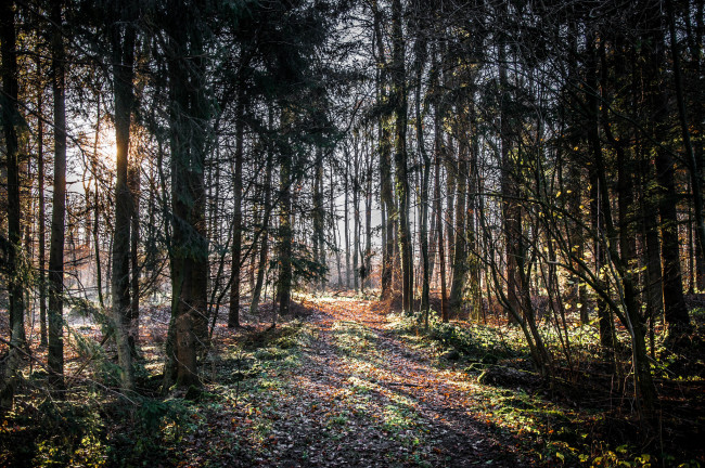 Обои картинки фото природа, лес, деревья