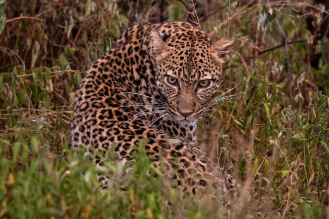 Обои картинки фото животные, леопарды, хищник