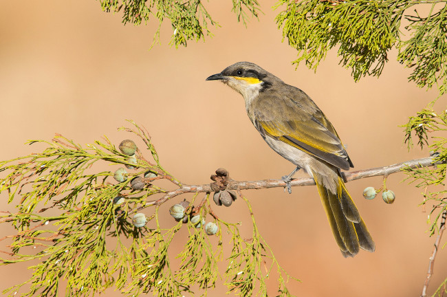 Обои картинки фото животные, птицы, ветка, листья, ветвь, птица