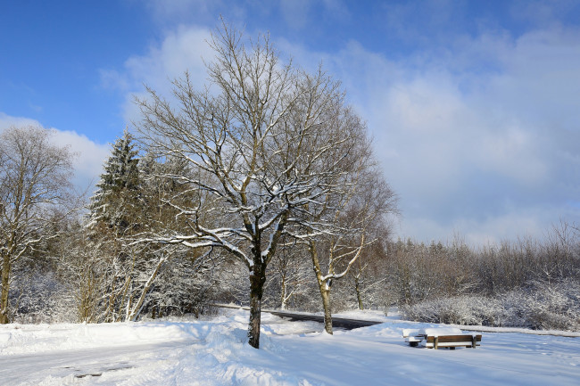 Обои картинки фото природа, зима, снег