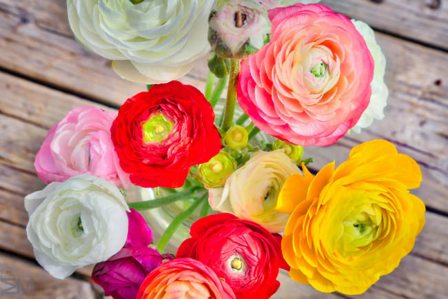 Обои картинки фото цветы, ранункулюс , азиатский лютик, букет, бутоны, ранункулюсы