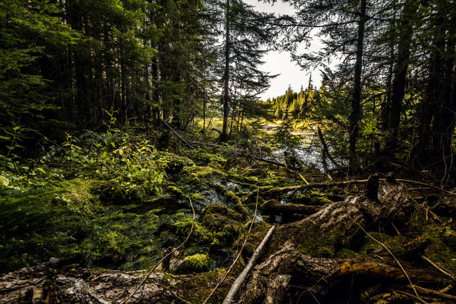 Обои картинки фото природа, лес, деревья